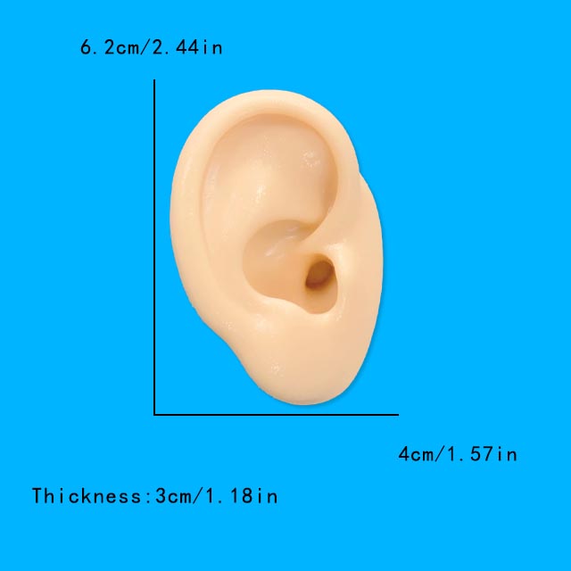 1Pc Soft Silicone Ear Model Ta - Model Kit Display Case review and price